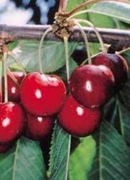 Süßkirsche Hochst Stella Kirsche H-st 16-18 (Prunus avium)