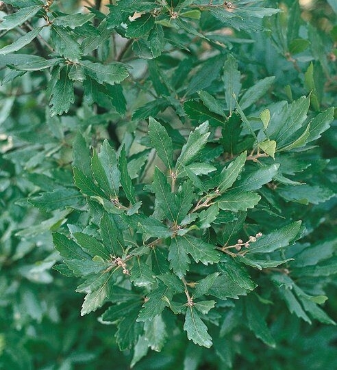 Kugel-Sumpf- Eiche Quercus Palustr.'Green pillar' Säulenbaum 300 cm +